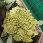 broccolo romanesco