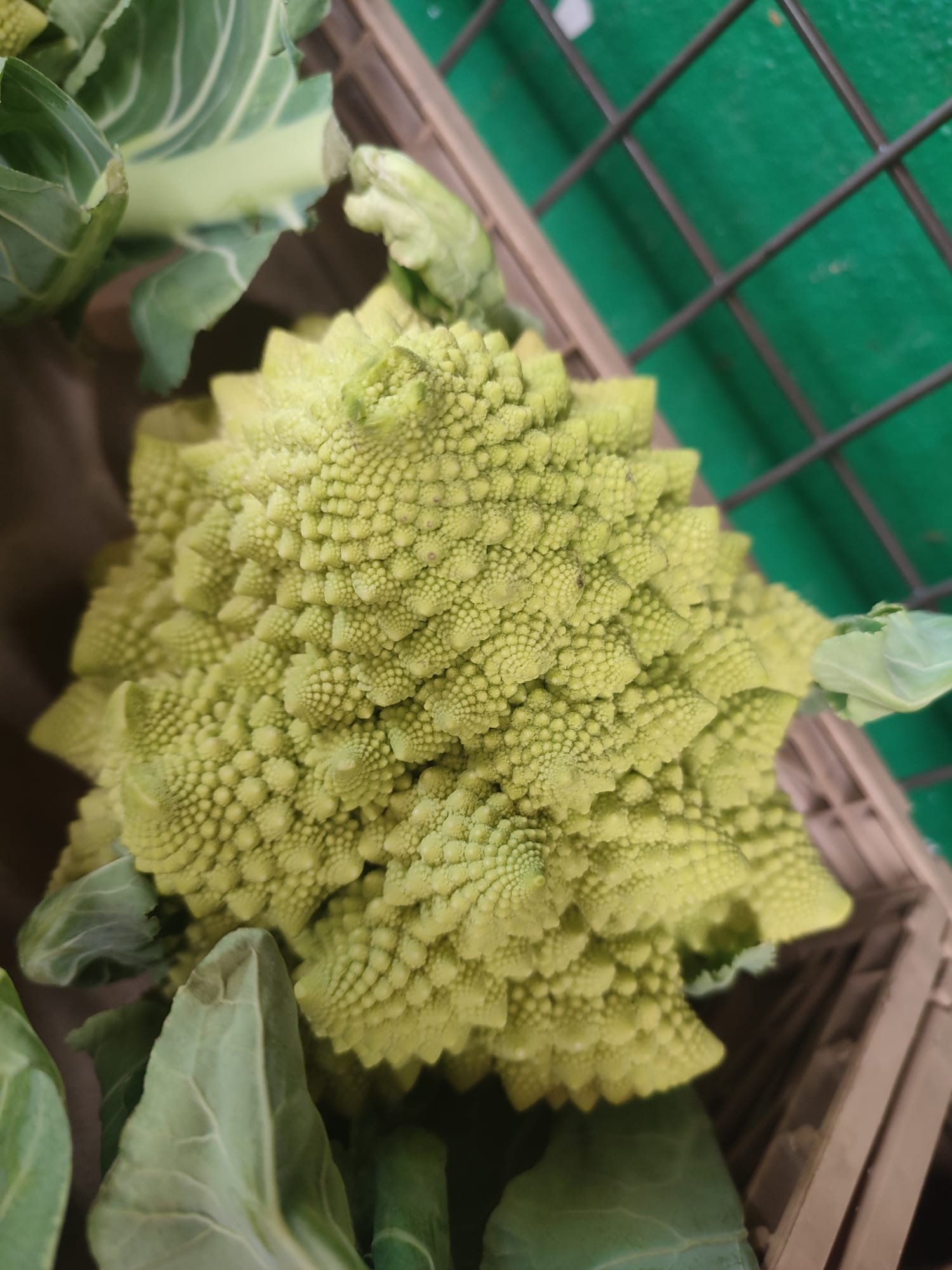Broccolo Romanesco: O dinossauro dos vegetais Italianos